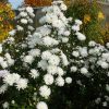 Астра новобельгийская осенняя белая © blumgarden.ru