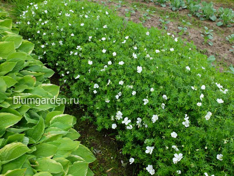 Бордюр из герани кроваво-красной с белыми цветками © blumgarden.ru