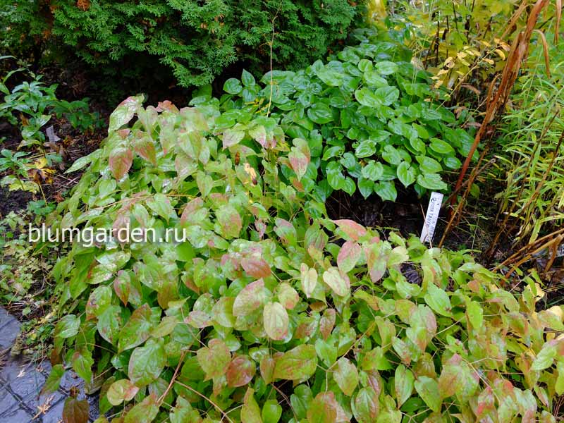 Бордюр из горянки © blumgarden.ru