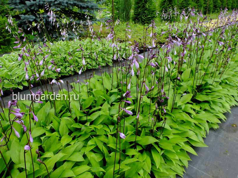Бордюр из хосты ланцетолистной © blumgarden.ru