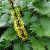 Бузульник узкоголовый «Ракета» (Ligularia stenocephala The Rocket) © blumgarden.ru