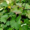 Бузульник узкоголовый «Ракета» (Ligularia stenocephala The Rocket) © blumgarden.ru