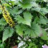 Бузульник узкоголовый «Ракета» (Ligularia stenocephala The Rocket) © blumgarden.ru