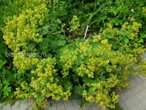 Манжетка мягкая (Alchemilla Mollis)