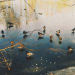 Март - утки на пруду © Blumgarden.ru