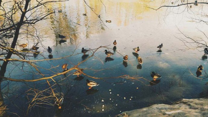 Март - утки на пруду © blumgarden.ru