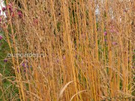 Молиния (Molinia) © Blumgarden.ru