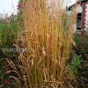 Молиния тростниковая (Molinia arundinacea) © blumgarden.ru
