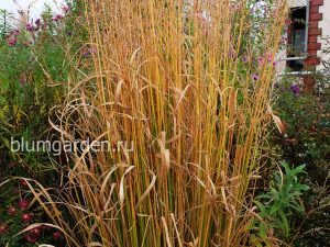 Молиния тростниковая (Molinia Arundinacea) © Blumgarden.ru