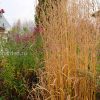 Молиния тростниковая и осенние астры в ландшафте © blumgarden.ru