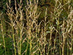 Молиния тростниковая (Molinia Arundinacea)