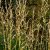 Молиния тростниковая (Molinia arundinacea) © blumgarden.ru