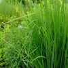 Молиния - высокий злак для сада © blumgarden.ru
