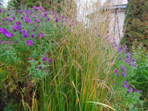 Молиния тростниковая (Molinia Arundinacea)