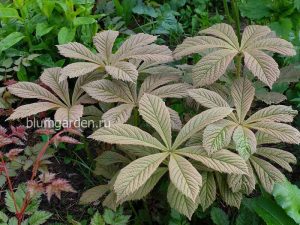 Роджерсия конскокаштанолистная весной (Rodgersia) © blumgarden.ru