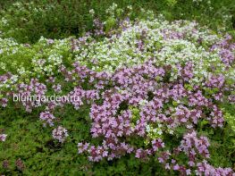 Тимьян ползучий © Blumgarden.ru