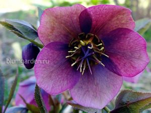 Морозник (Helleborus) © Blumgarden.ru