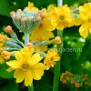 Примула Буллея (Primula bulleyana) - цветок © blumgarden.ru