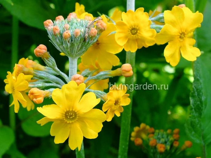 Примула Буллея (Primula bulleyana) - цветок © blumgarden.ru