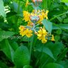 Примула Буллея (Primula bulleyana) - листья и цветы © blumgarden.ru