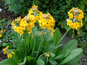 Примула Буллея (Primula Bulleyana)