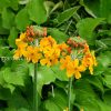 Примула Буллея (Primula bulleyana) © blumgarden.ru