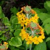 Примула канделябровая Буллея (Primula bulleyana) © blumgarden.ru