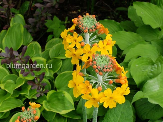 Примула канделябровая Буллея (Primula bulleyana) © blumgarden.ru