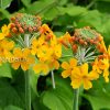 Примула канделябровая Буллея (Primula bulleyana) © blumgarden.ru