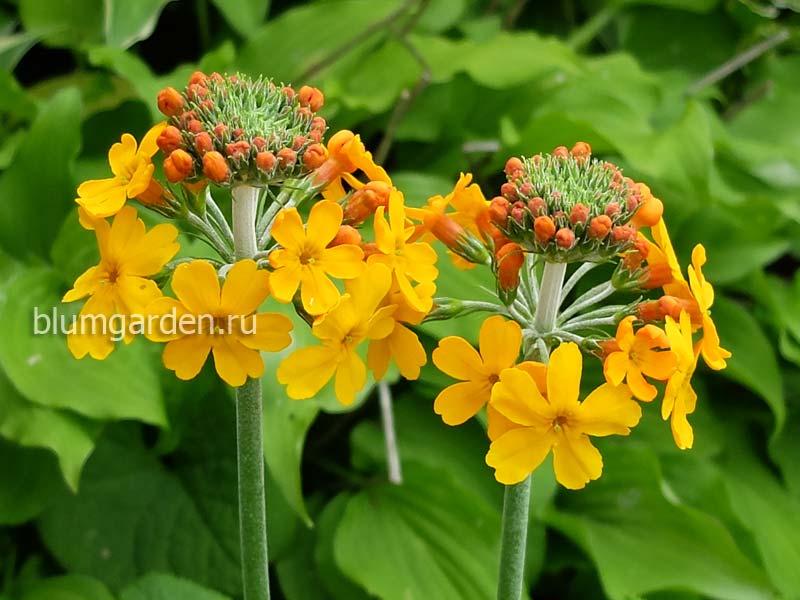 Примула канделябровая Буллея (Primula bulleyana) © blumgarden.ru