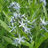 Амсония иволистная (Amsonia tabernaemontana var. salicifolia) © blumgarden.ru
