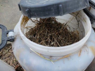 Бочка с куриным пометом для жидкого органического удобрения © blumgarden.ru