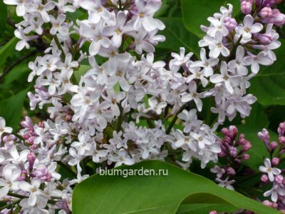 Кусты из питомника сирень обыкновенная бело-розовая © blumgarden.ru