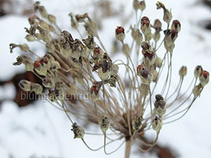 Семена примулы Флоринда © blumgarden.ru