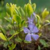 Барвинок малый пестролистный © blumgarden.ru