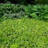 Барвинок малый пестролистный (Vinca minor f. aureovariegata) © blumgarden.ru