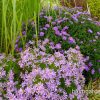 Астра многолетняя очитколистная и астра кустовая синяя © blumgarden.ru