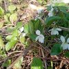Фиалка белая садовая © blumgarden.ru