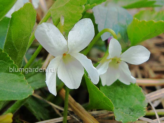 Фиалка душистая белая (Viola odorata) © blumgarden.ru