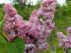 Сирень обыкновенная Мулатка © blumgarden.ru