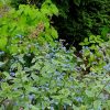 Бруннера «Сильвер Вингс» в саду тенелюбивых растений © blumgarden.ru