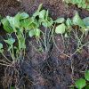Саженцы бруннеры «Сильвер Вингс» © blumgarden.ru