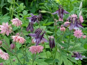 Аквилегии фиолетовая William Guiness и розовая Pink Barlow в цветнике © Blumgarden.ru