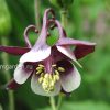 Аквилегия обыкновенная Вильям Гиннес (Aquilegia vulgaris William Guiness) © blumgarden.ru
