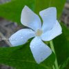 Барвинок большой белый (Vinca major alba) © blumgarden.ru
