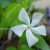 Барвинок большой белый (Vinca major alba) © blumgarden.ru