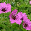 Герань гибридная Патриция (Geranium hybride Patricia) © blumgarden.ru