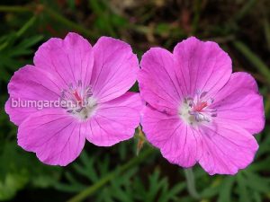 Герань кроваво-красная (Geranium Sanguineum F. Roseum)