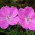 Герань кроваво-красная (Geranium sanguineum f. roseum) © blumgarden.ru