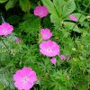 Герань кроваво-красная (Geranium sanguineum f. roseum) © blumgarden.ru